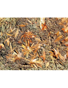 Foglie di giungla secche... 2