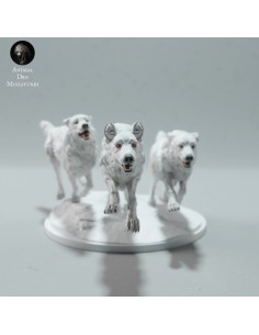 Lupi artico singolo (varie...