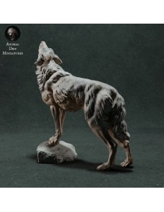 Lupo che ulula (varie scale) 2