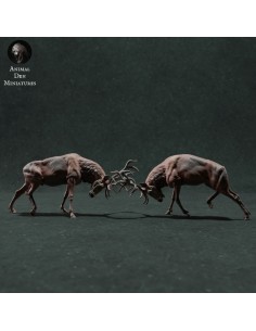 2 Cervi in duello (varie...