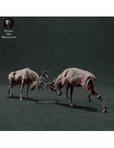 2 Cervi in duello (varie... 2