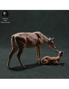 Cerva e cerbiatto (varie... 2