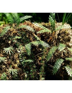 Giungla Set 2 (1/35)