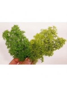 Cespugli - Primavera (x1) 2