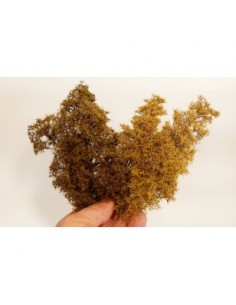 Cespugli - Inizio autunno (x1) 2