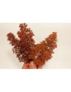 Cespugli - Fine autunno (x1) 2