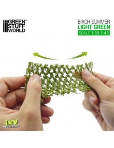 Edera in miniatura -...