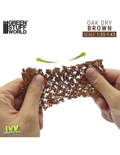 Edera in miniatura -... 2