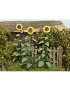 GIRASOLI