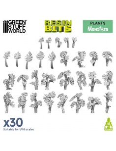 Piante Monstera (11611)