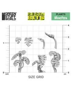 Piante Monstera (11611) 2