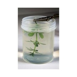 Gel trasparente protettivo per foglie e piante 250ml