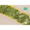 (997-22)  Goldrute Sommer