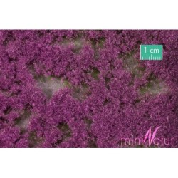 (791-28) Groundcover violet