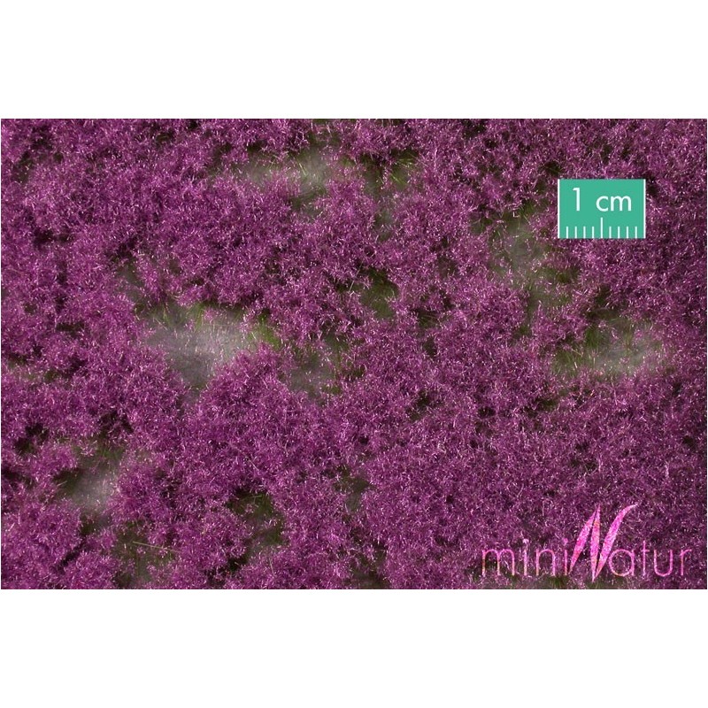 (791-28) Groundcover violet