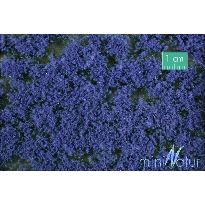 (791-29) Groundcover blue
