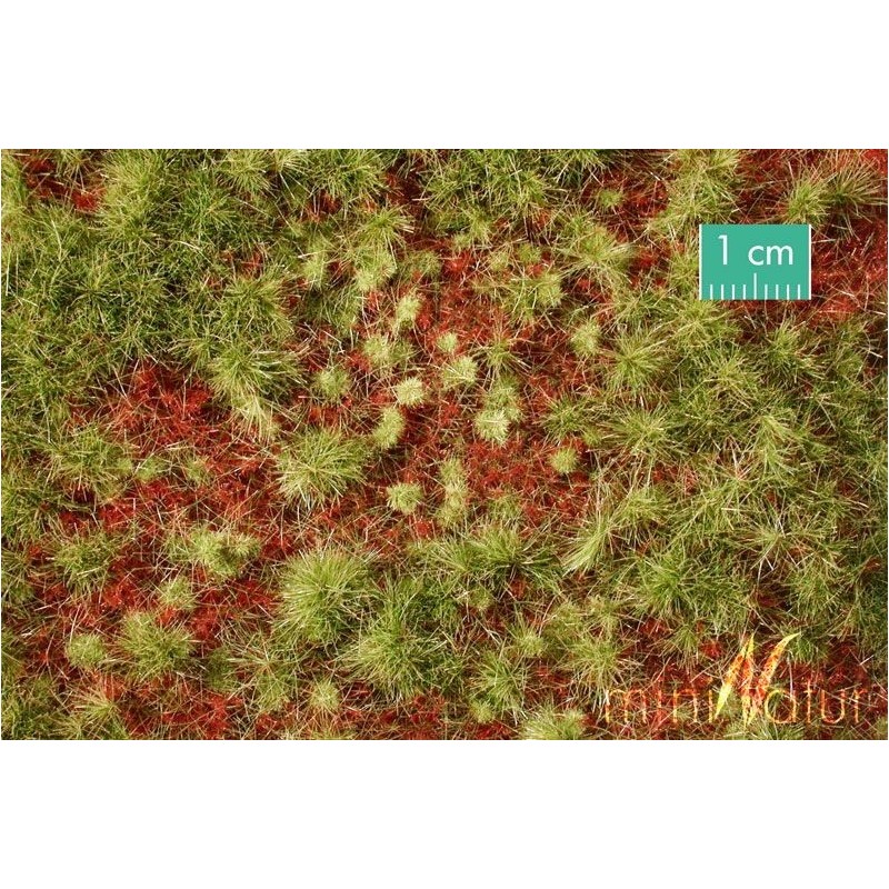 (741-33) Overgrow forest groundcover, early fall