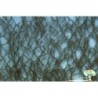 (973-26) Green spruce weathered
