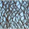 (979-30) Larch winter