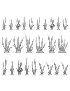 Piante di Coda di Gatto...