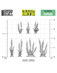 Piante di Coda di Gatto... 2