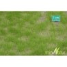 (727-31) Long tufts spring