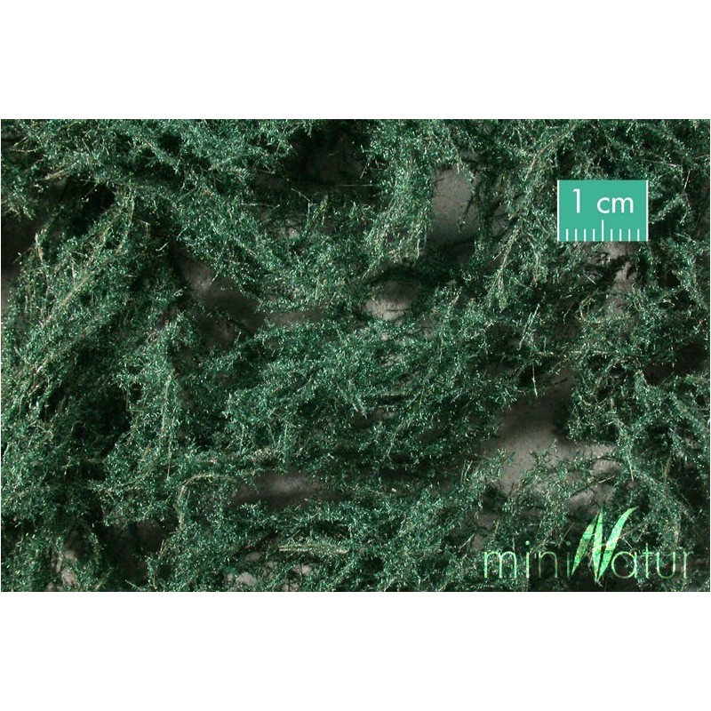 (996-22) Groundcover evergreen, dark