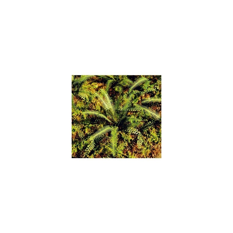 Felce tropicale scala 1/35 - 1/48