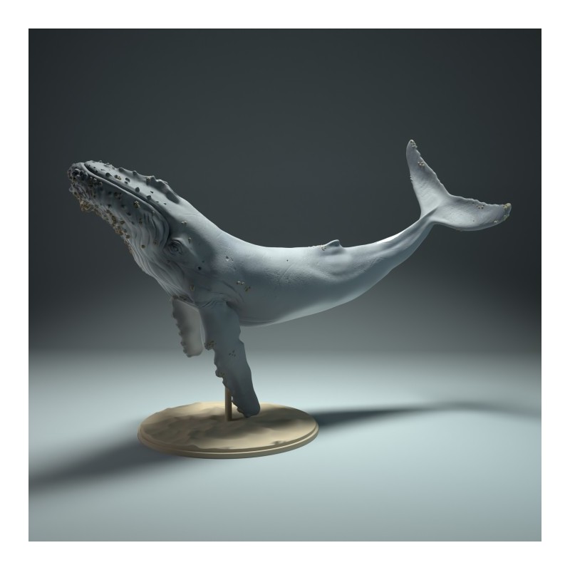 Humback Whale