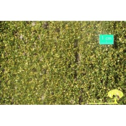 (940-23) Weeping willow foliage early fall