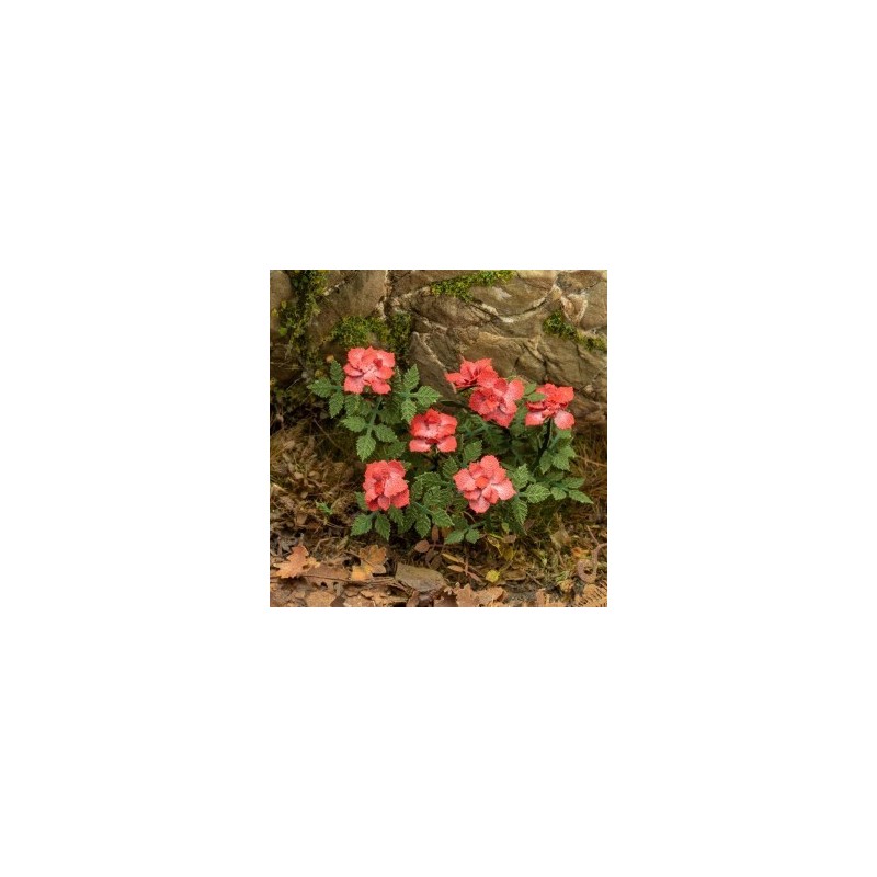 Rose 1:35