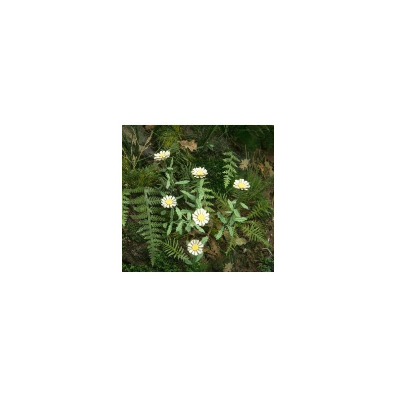 Margherite 1:35